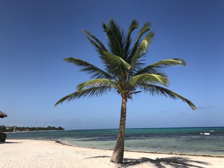 Royal Haciendas reviews palm tree close