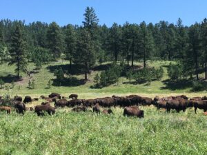 Black hills wildlife loop bison
