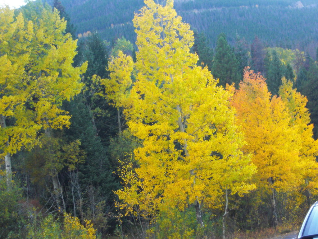 fall colors at Rocky Mountain National Park with kids 