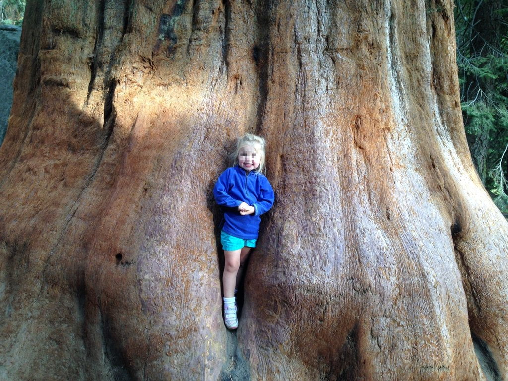 girl in massive tree trunk Yosemite with kids