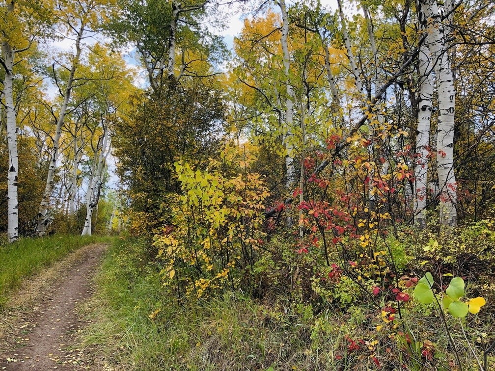 Fall colors on Tom Blake Trail Aspen Colorado