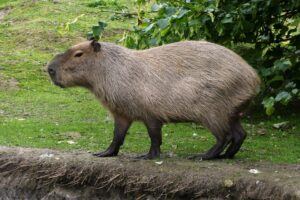 all about guyana for kids capybara