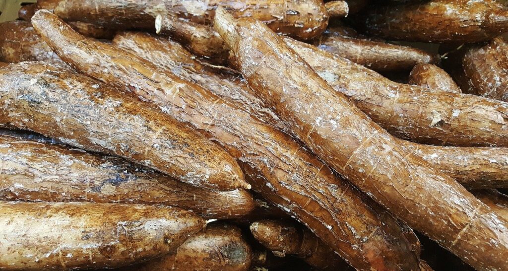 Cassava roots