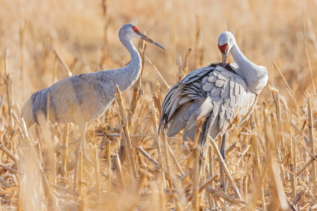 Cranes, Colorado in March