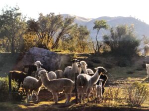 all about peru for kids llamas