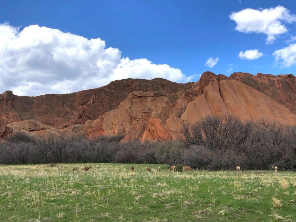 deer on grass in front of large red rock at Roxborough State Park