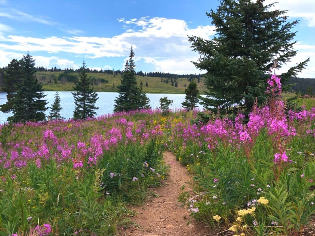 Dumont lake near lakes in Steamboat Springs.  Tall pink flowers in foreground