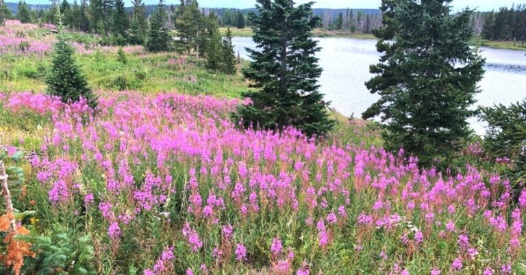 Best lakes in steamboat springs, co dumont lake