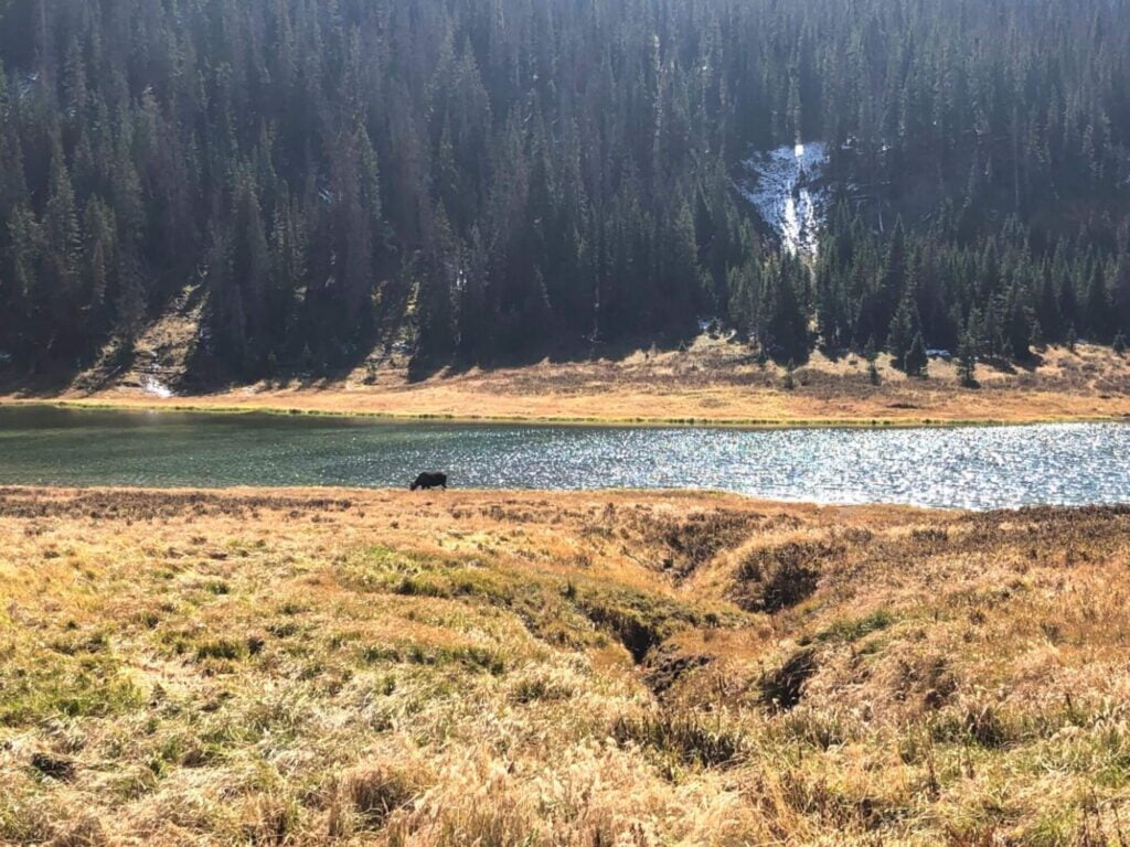 Moose at lake in rocky mountain national park