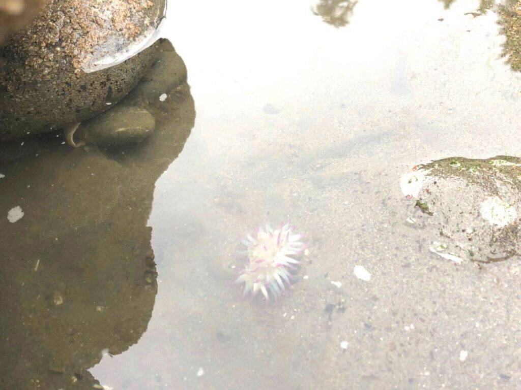 white and pink sea urchin at Beach 4 in Olympic National Park 