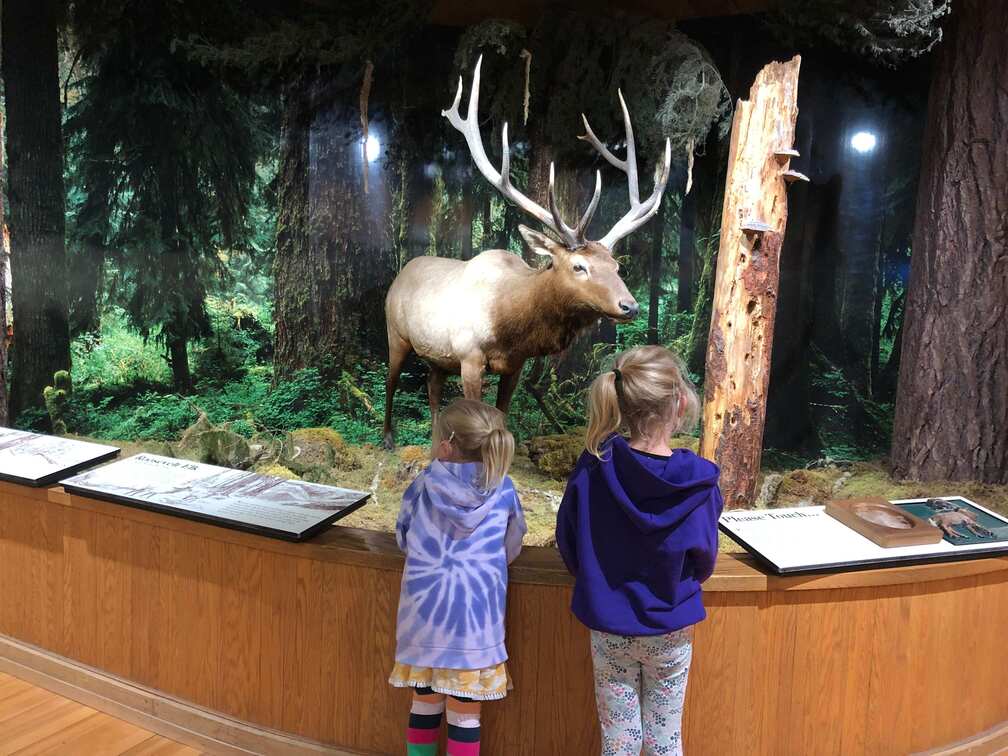 Hurricane Ridge visitors center in Olympic National Park, large elk
