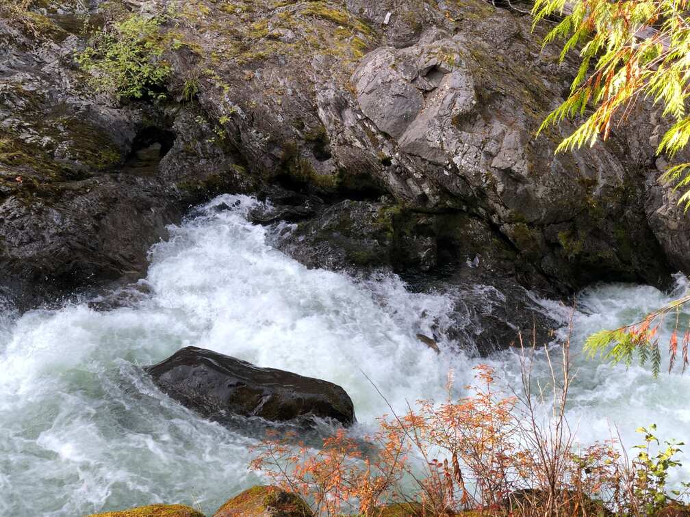 Salmon jumping in the Salmon Run in Olympic National Park