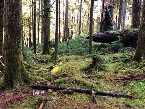 Ancient Groves trail in Olympic National Park.  Mossy goundcover