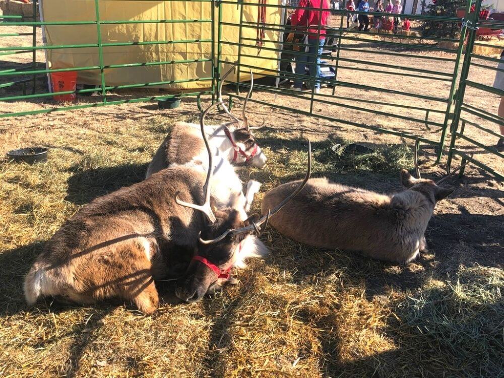 Reindeer resting