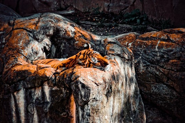 tiger sleeping at San Antonio Zoo