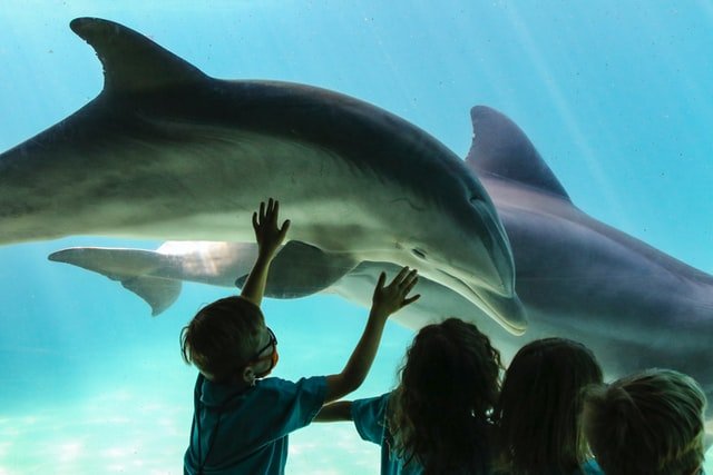 Sea World, kids touching glass with a dolphin on the other side