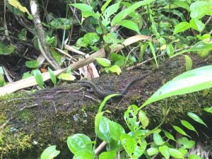 Arenal National Park Lizard