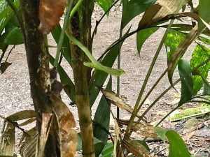 Arenal National Park Vine Snake