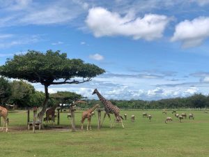 Giraffes Ponderosa Adventure park