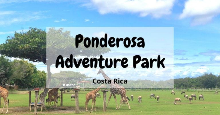 Ponderosa Adventure Park feature image