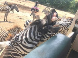Zebras Ponderosa Adventure park