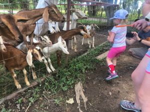 goats Ponderosa Adventure park
