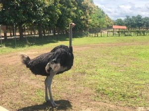 ostrich Ponderosa Adventure park