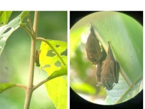 Manuel Antonio Animals grasshopper bats