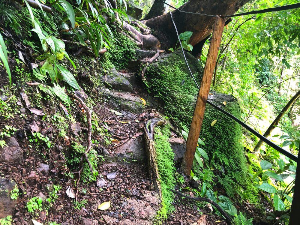 a thin, dirt path going up a mountain with thick trees and green growth