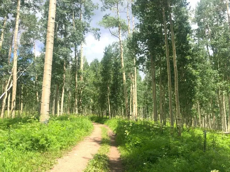 Snodgrass-Aspens-hikes-for-kids-Crested-Butte