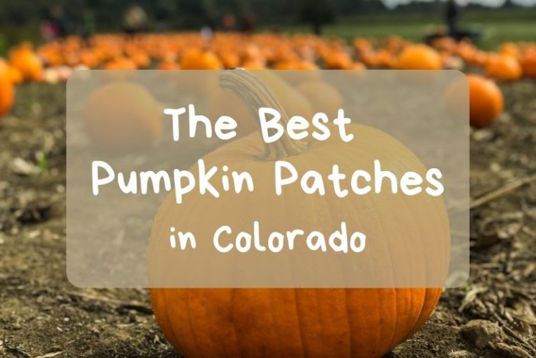 The Best Pumpkin Patches in Colorado feature image