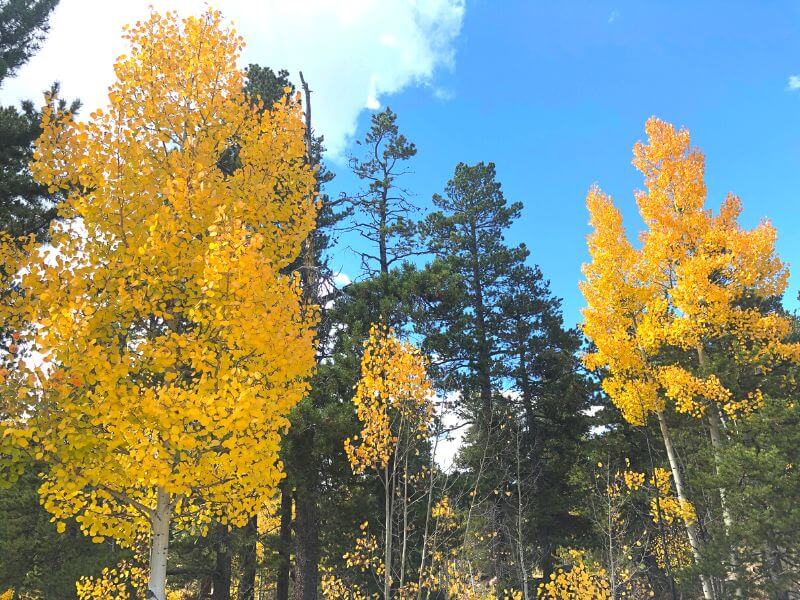 bright yellow aspen trees with evergreens behind