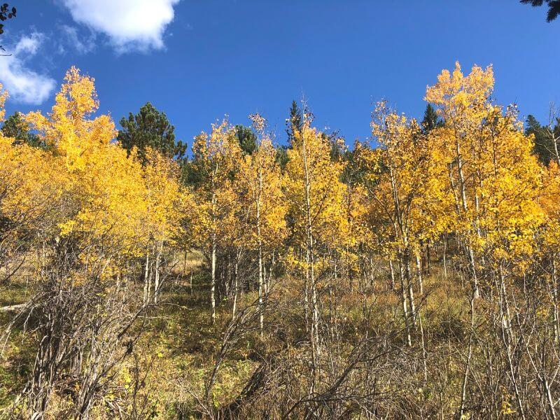 Yellow Leaves 2 Golden Gate Canyon State Park