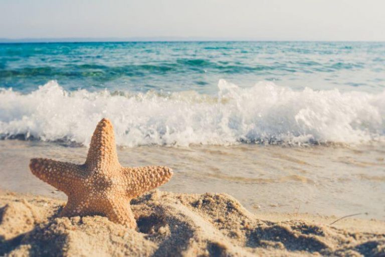 starfish in the sand with blue waters crashing on the shore behind