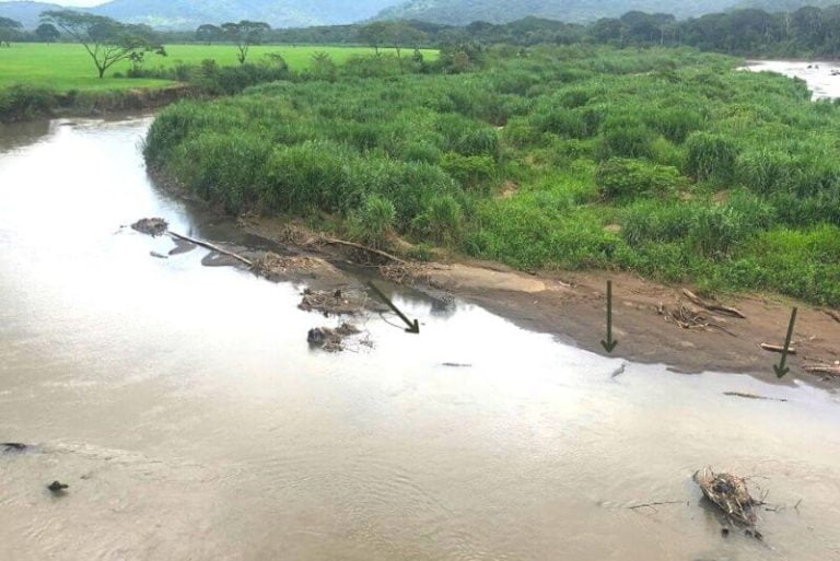 crocodiles below in the river