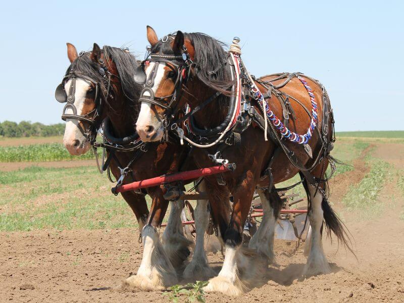 two Clydesdale horses yoked together walking through dry grass land