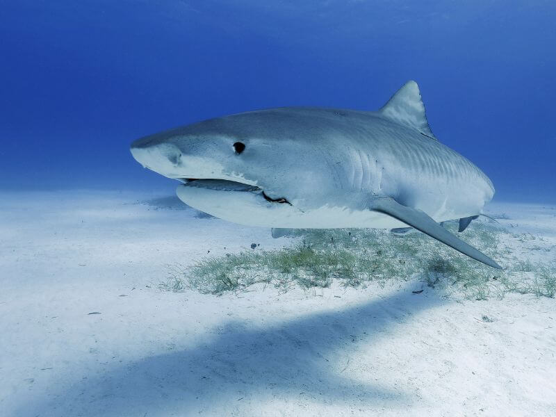 shark swimming on sand bottom floor of ocean