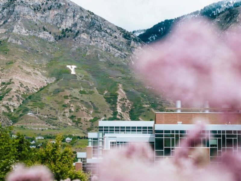 Blurred pink flower tree in foreground with focus on Y painted on mountain in background