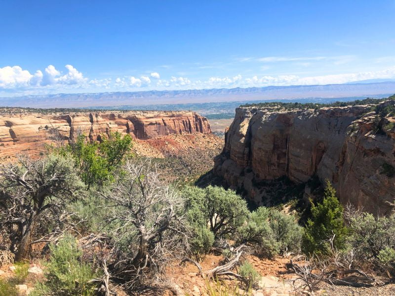 views of red canyon walls and scrub bush in front