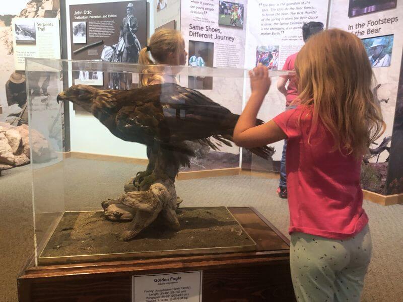 girl looking at a stuffed golden eagle in the Colorado National Monument visitor center