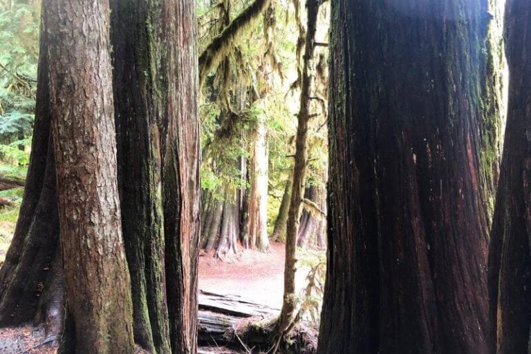 looking through the middle of a grove of large trees, sun coming through in the back