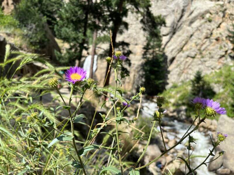 focused on a small, purple wildflower and the green grasses with Boulder Falls waterfall and the creek blurred in the background