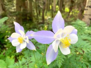 close up of purple and white Colombine flowers