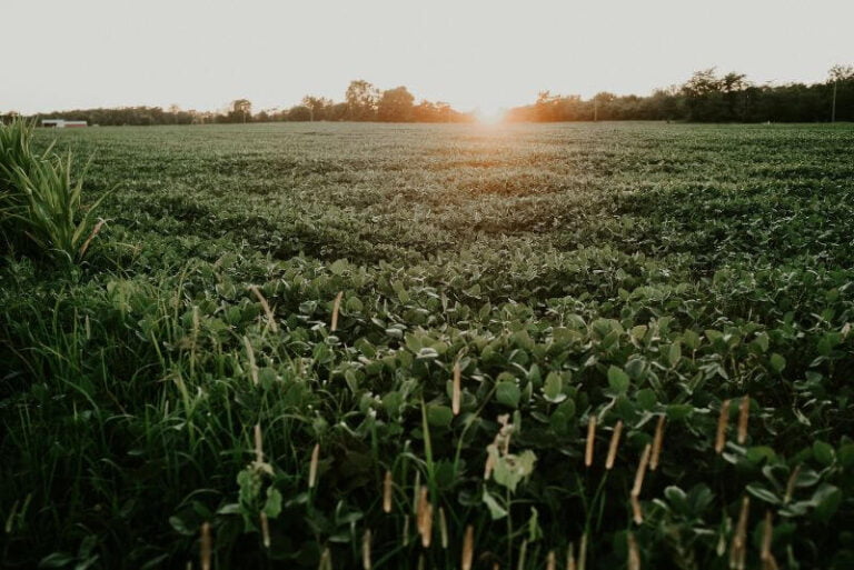 sun rising over green farmland in the midwest
