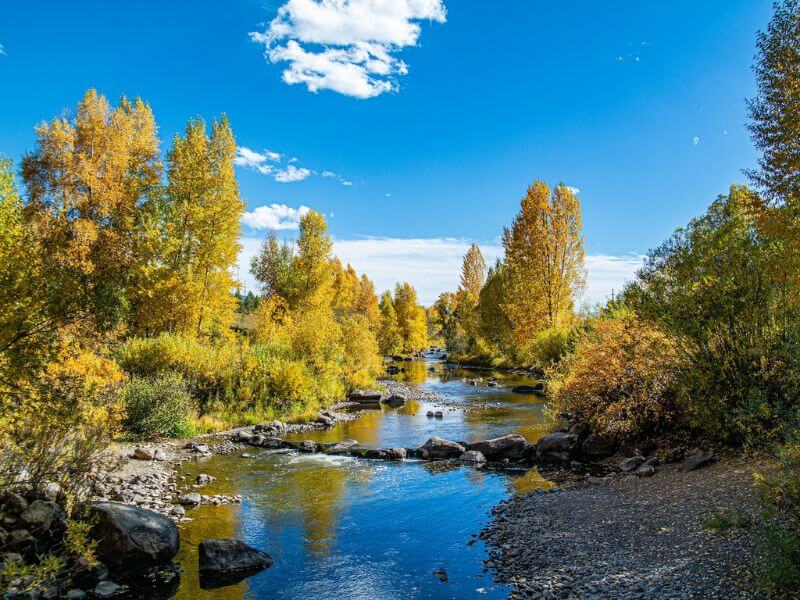 trees turning yellow on the sides of a river