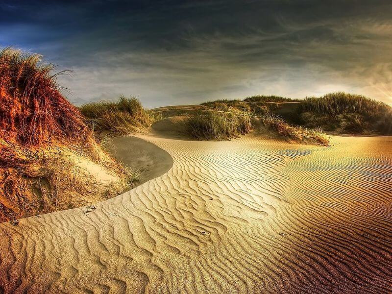 fun facts about Denmark include the differing geography. Here is the golden sun hitting the sand dunes with dry, long grasses