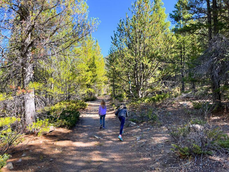 two kids walking on a wide dirt trail with evergreens in the bright sun