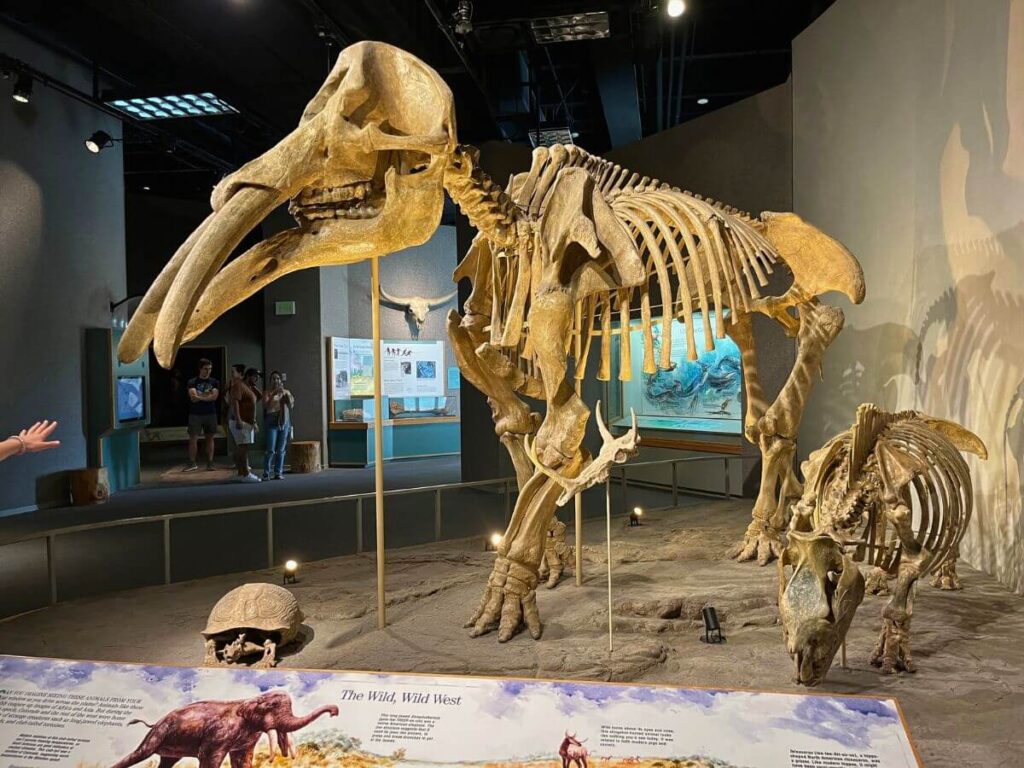 large dinosaur skeleton at the museum of nature and science in Denver