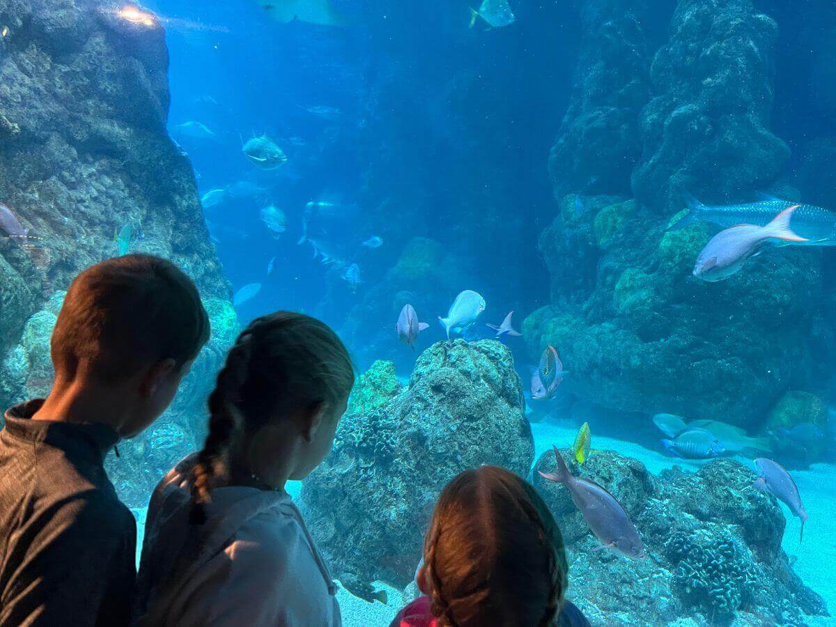 3 kids looking through a glass wall into a tank of fish and rock at the Denver Aquarium