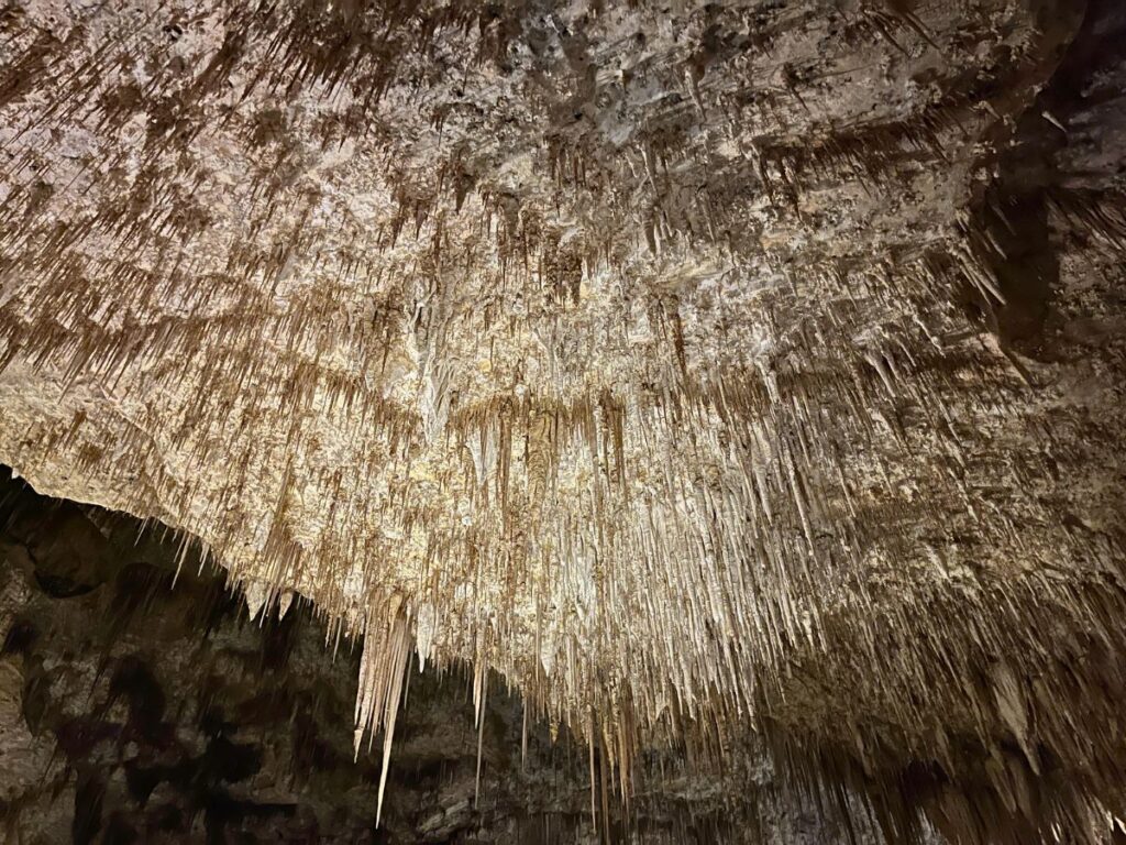 lots of skinny straw shaped formations hanging off the ceiling at Carlsbad Caverns